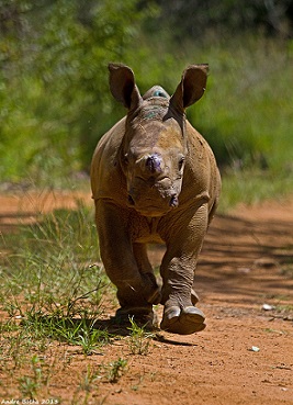 Rhino Orphan